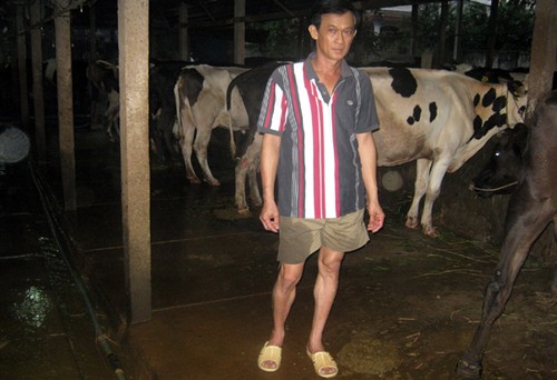 Bauern in Cu Chi sind durch die Zucht von Milchkühen reich geworden - ảnh 1