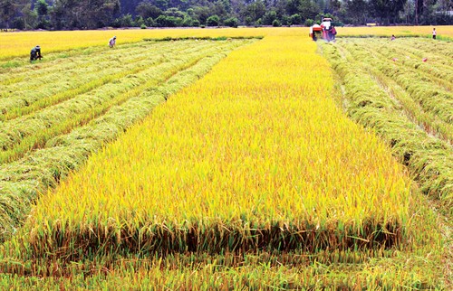 Restrukturierung der Landwirtschaft in Dong Thap - ảnh 1