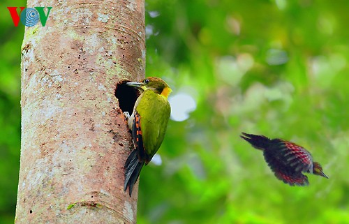 Fotos von Vogelarten in Vietnam, die vor dem Aussterben gedroht sind  - ảnh 19