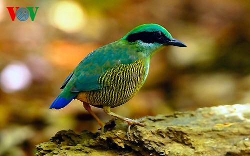 Fotos von Vogelarten in Vietnam, die vor dem Aussterben gedroht sind  - ảnh 3