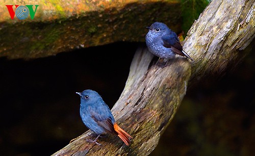 Fotos von Vogelarten in Vietnam, die vor dem Aussterben gedroht sind  - ảnh 6