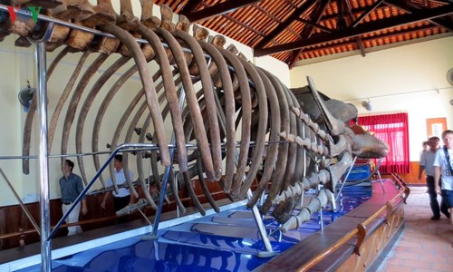 Die größte Gebeine eines Walfisches in Südostasien - ảnh 6