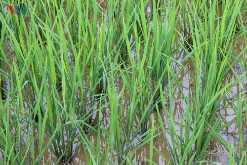 Der junge Reis auf den Reisterrassen in Tung San - ảnh 3