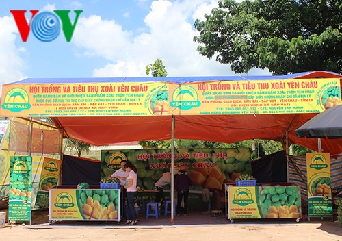 Bauern in Son La erhalten die Obstsorte „Mango-Yen Chau“ - ảnh 3