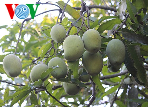 Bauern in Son La erhalten die Obstsorte „Mango-Yen Chau“ - ảnh 2