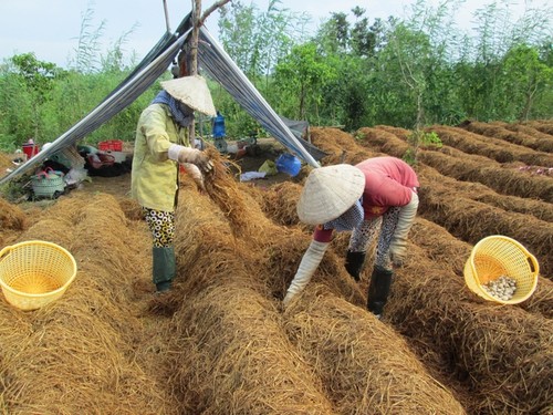 Strohpilzanbau lohnt sich für Bauern in Dong Thap - ảnh 1
