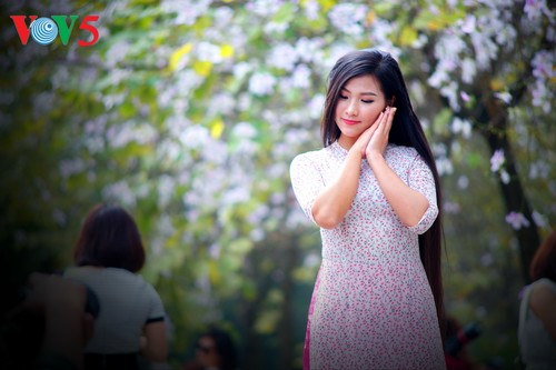 Die Schönheit der Bauhinien in Hanoi - ảnh 6
