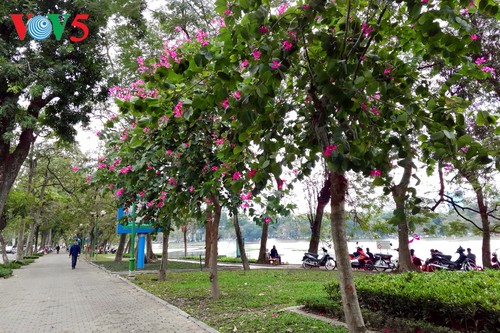 Die Schönheit der Bauhinien in Hanoi - ảnh 11