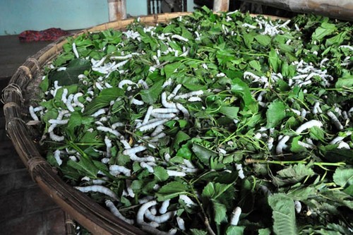 Der Beruf des Anbaus der weißen Maulbeere und der Seidenraupenzucht in Thieu Hoa, Thanh Hoa - ảnh 1
