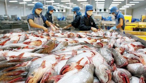 Neuer Rekord beim Pangasius-Fisch-Export - ảnh 1