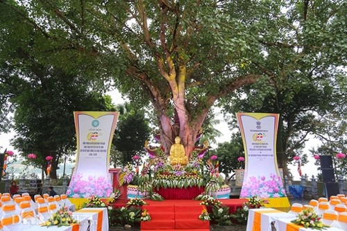 Der Buddhabaum in der Pagode Tran Quoc ist das Symbol für die Freundschaft zwischen Vietnam und Indien - ảnh 1