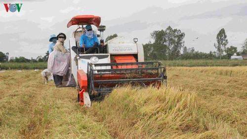 Mekong-Delta garantiert die nationale Lebensmittelsicherheit - ảnh 1