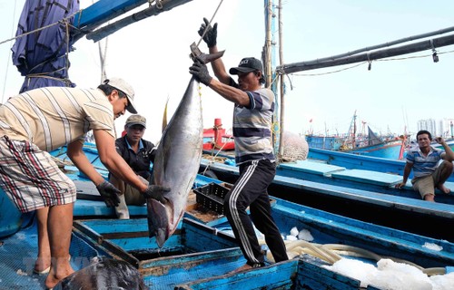 Schutz des Vorkommens der Fischerei für einen blauen Ozean - ảnh 1