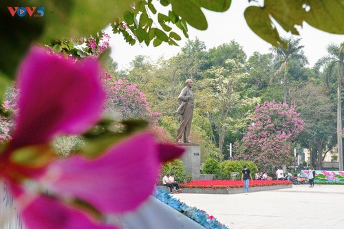 Bauhinien blühen früh in Hanoi - ảnh 13