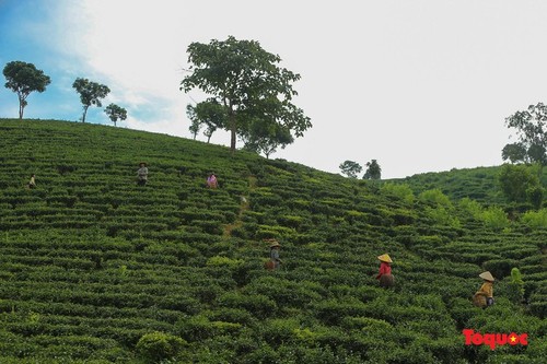 Schönheit der Tee-Hügel Long Coc in der Provinz Phu Tho - ảnh 10
