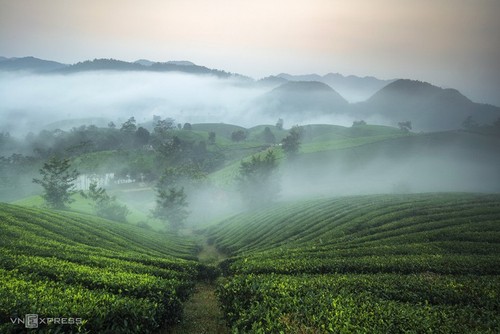 Schönheit der Tee-Hügel Long Coc in der Provinz Phu Tho - ảnh 12