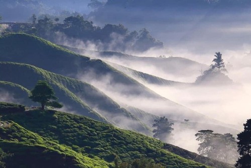 Schönheit der Tee-Hügel Long Coc in der Provinz Phu Tho - ảnh 3