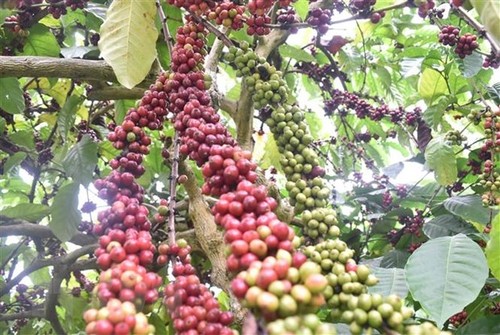 107.000 Hektar Kaffee werden bis 2025 neu angepflanzt - ảnh 1