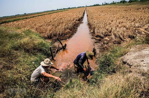Lösungen zur Anpassungen an die Versalzung im Mekong-Delta - ảnh 1