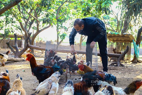 Dong Tao-Hühner sind eine gute Einnahmequelle für Bauern in Hung Yen  - ảnh 2