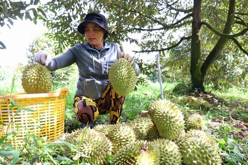 Das erste Durian-Fest in der Provinz Dong Thap - ảnh 1