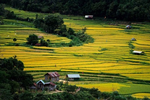 Goldene Jahreszeit auf den Terrassenfeldern in Kon Tum - ảnh 5