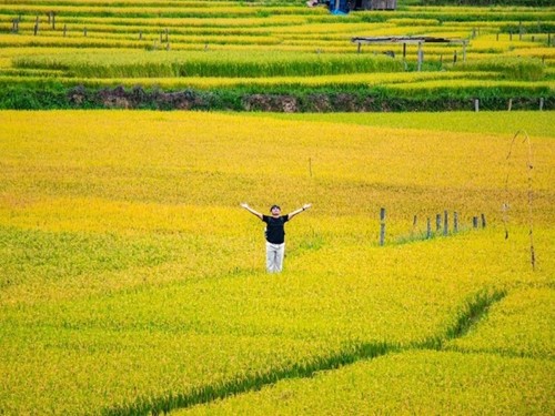 Goldene Jahreszeit auf den Terrassenfeldern in Kon Tum - ảnh 7