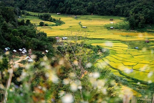 Goldene Jahreszeit auf den Terrassenfeldern in Kon Tum - ảnh 9