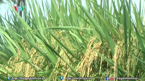 5,2 millions de tonnes de riz à l’exportation en 2017 - ảnh 1