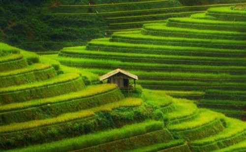 Les champs de Mù Cang Chai parmi les destinations les plus colorées au monde - ảnh 2
