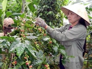 Việt Nam và Angola tăng cường hợp tác nông nghiệp - ảnh 1