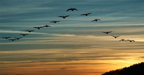 Программа «Добро пожаловать,  перелетные птицы» подчеркивает важность охраны данных видов птиц - ảnh 1