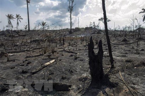  G7 договорилась о фонде в $20 млн для спасения лесов Амазонии - ảnh 1