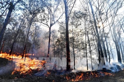 Чрезвычайное положение из-за лесных пожаров объявлено в самом населенном штате Австралии - ảnh 1