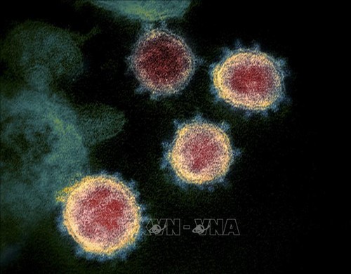 Ученые создали способное уничтожить коронавирус антитело - ảnh 1