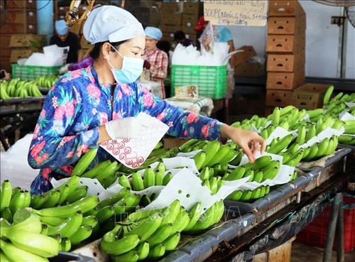 Объем экспорта вьетнамских овощей и фруктов достиг почти 2 млрд. долларов - ảnh 1
