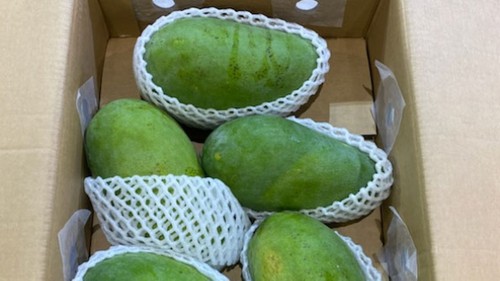 Представление вьетнамского зеленого манго  австралийским потребителям - ảnh 1
