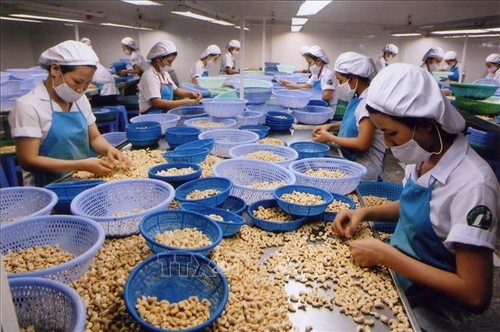 Vietnam Mempertahankan Posisi Pertama di Dunia tentang Pengolahan dan Ekspor Kacang Mente - ảnh 1