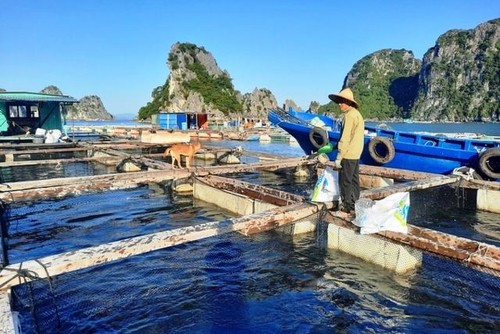 Quang Ninh – Model bagi Pola Akuakultur Laut yang Berkesinambungan - ảnh 1