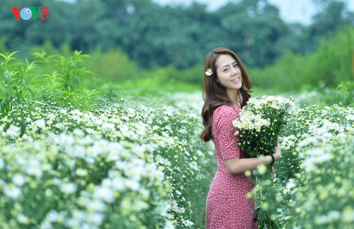 Hanoï accueille la saison des fleurs d’échinacée blanche - ảnh 10