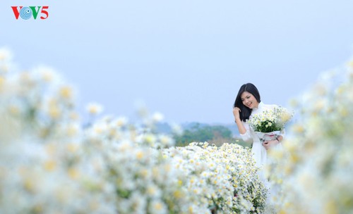 Hanoï accueille la saison des fleurs d’échinacée blanche - ảnh 12