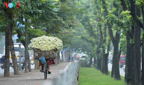 Hanoï accueille la saison des fleurs d’échinacée blanche - ảnh 15