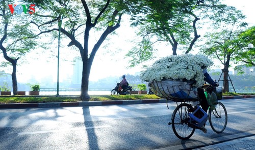Hanoï accueille la saison des fleurs d’échinacée blanche - ảnh 17