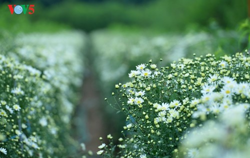 Hanoï accueille la saison des fleurs d’échinacée blanche - ảnh 2