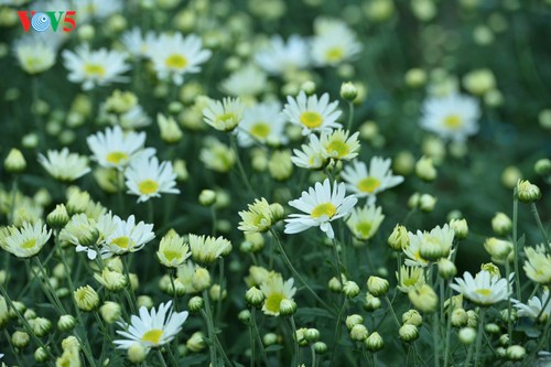 Hanoï accueille la saison des fleurs d’échinacée blanche - ảnh 4