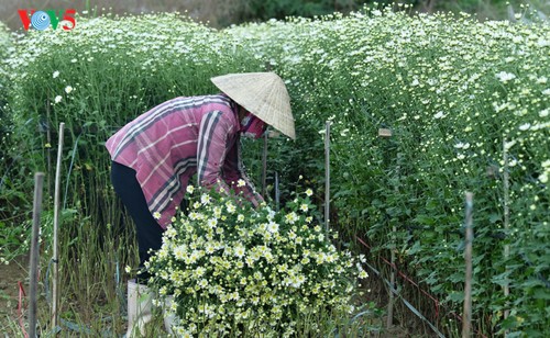 Hanoï accueille la saison des fleurs d’échinacée blanche - ảnh 5