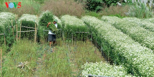 Hanoï accueille la saison des fleurs d’échinacée blanche - ảnh 6