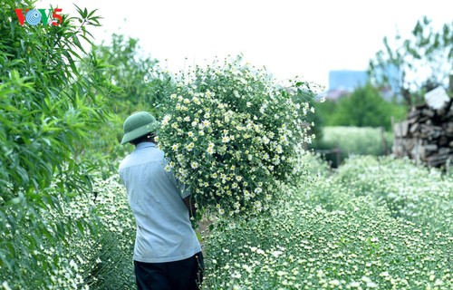 Hanoï accueille la saison des fleurs d’échinacée blanche - ảnh 7