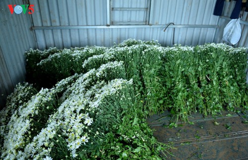 Hanoï accueille la saison des fleurs d’échinacée blanche - ảnh 9