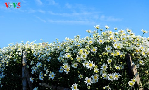 Hanoï accueille la saison des fleurs d’échinacée blanche - ảnh 19